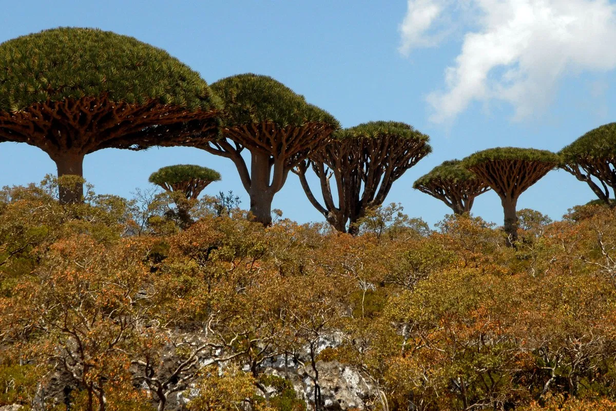 Yemens Socotra